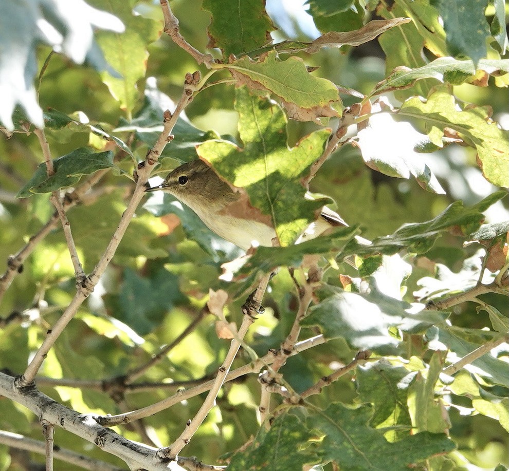 Common Chiffchaff - ML644696468