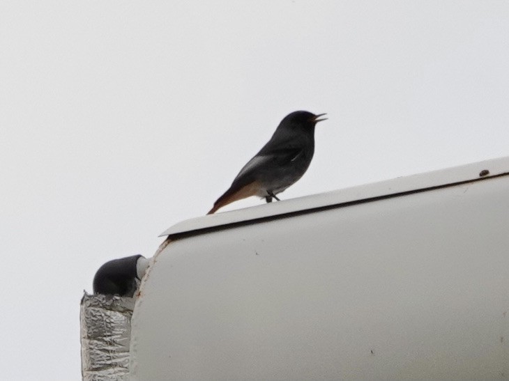 Black Redstart - ML644696480