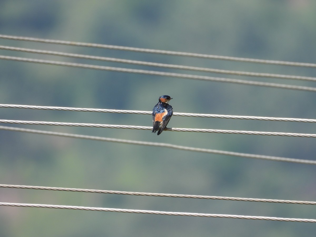 Eastern Red-rumped Swallow - ML644696481