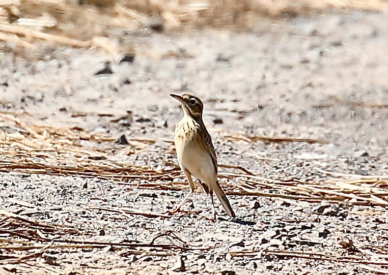 Степной конёк - ML644696491