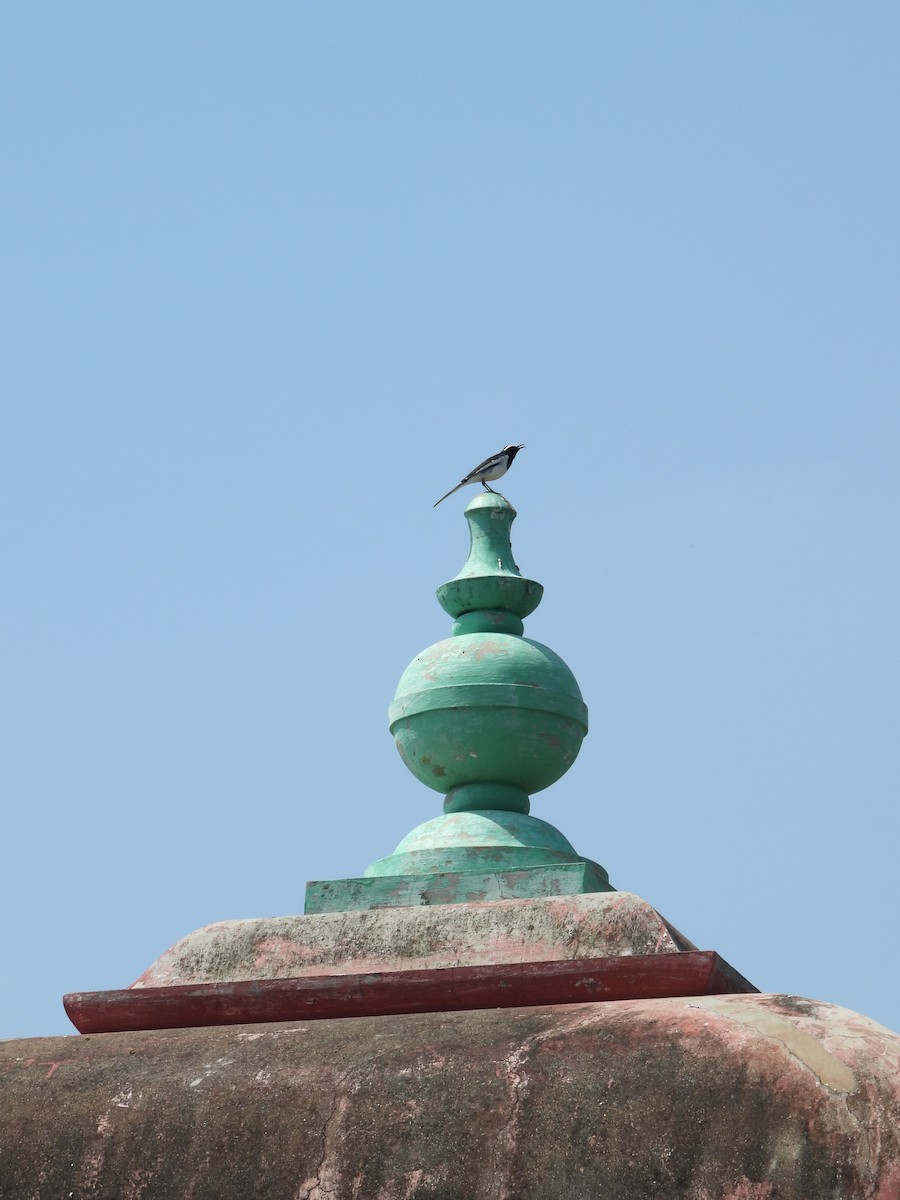 Bergeronnette indienne - ML644696496