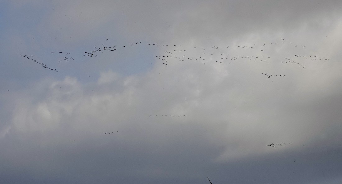 Great Cormorant/European Shag - ML644696497