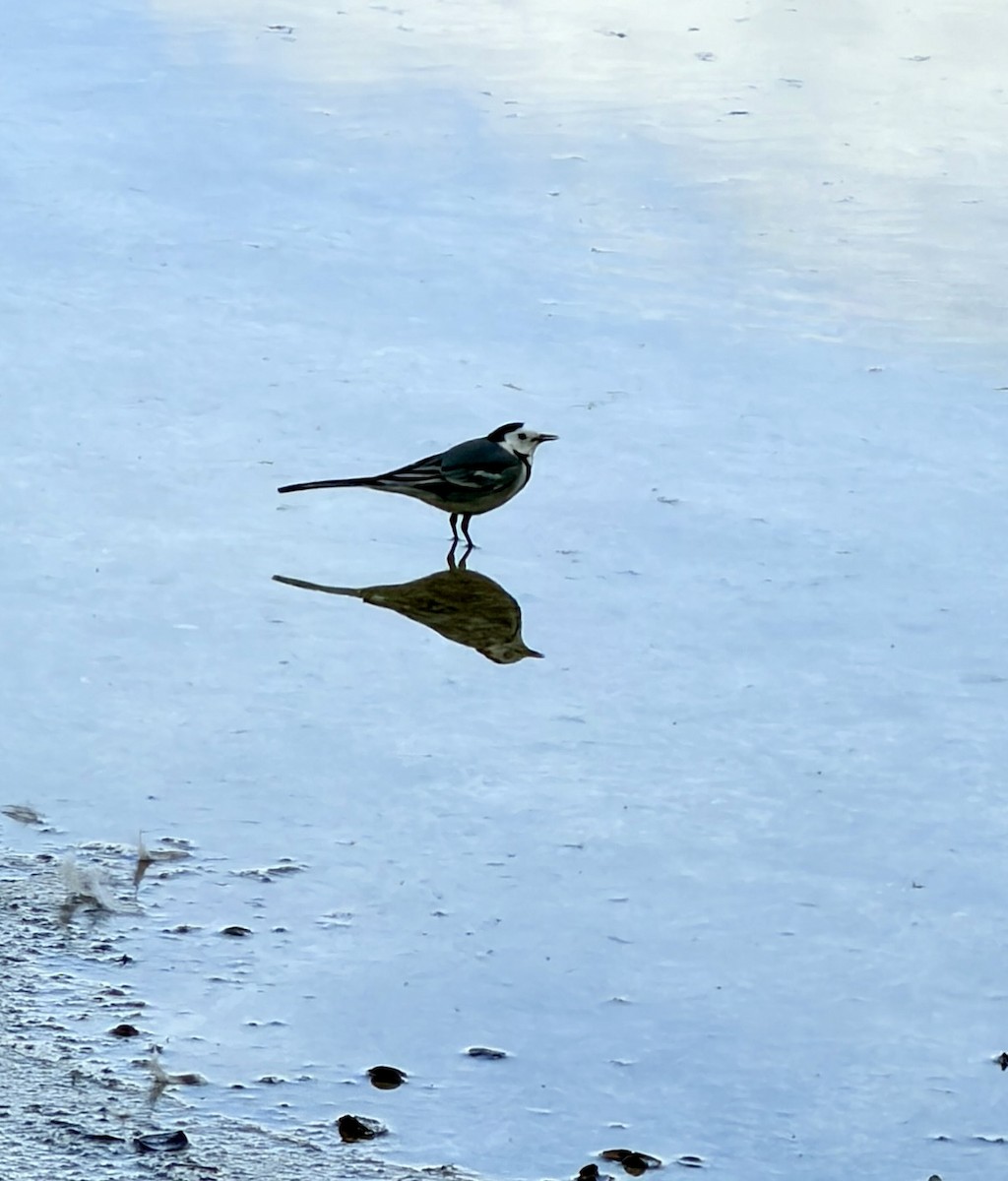 Lavandera Blanca - ML644696505