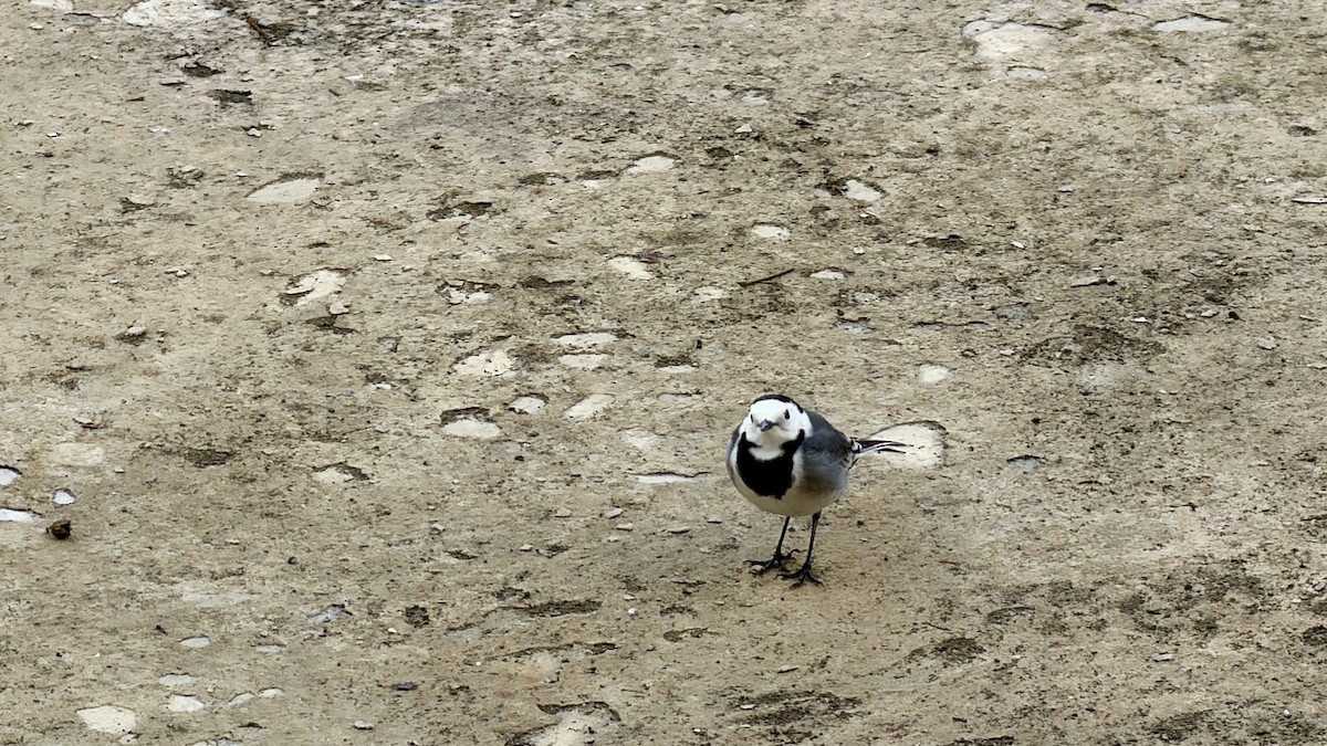 Lavandera Blanca - ML644696506