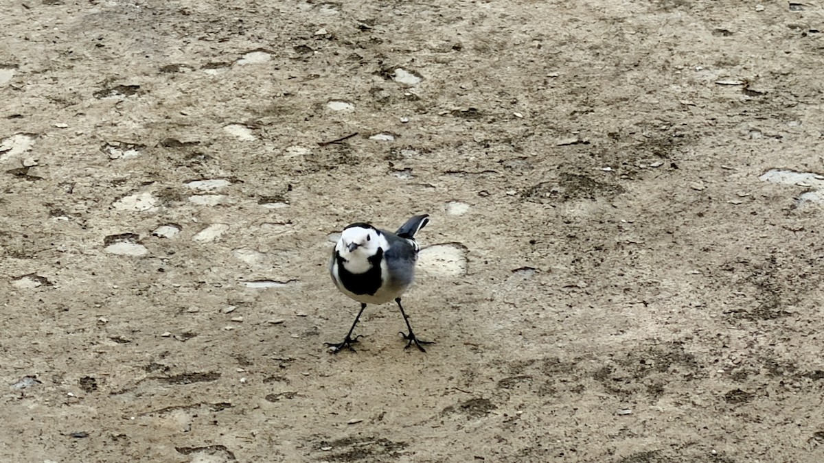 Lavandera Blanca - ML644696507