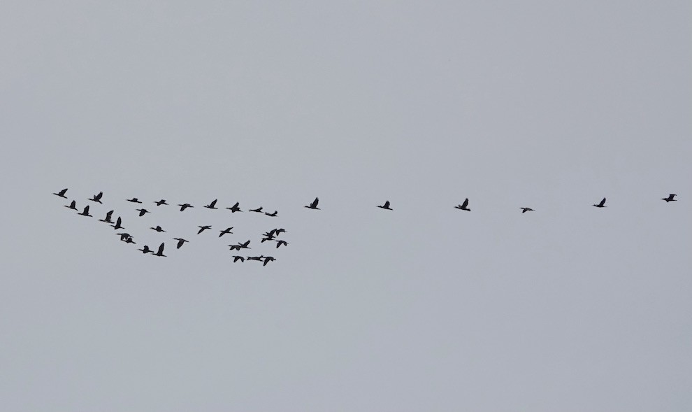 Great Cormorant/European Shag - ML644696508