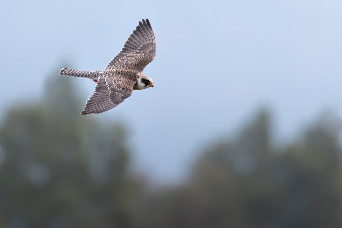 Red-footed Falcon - ML644696512