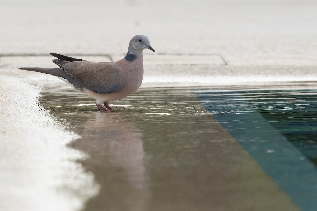 filippinerdue - ML644696516