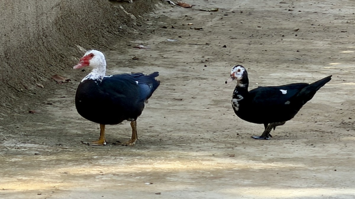 ノバリケン（家畜） - ML644696518