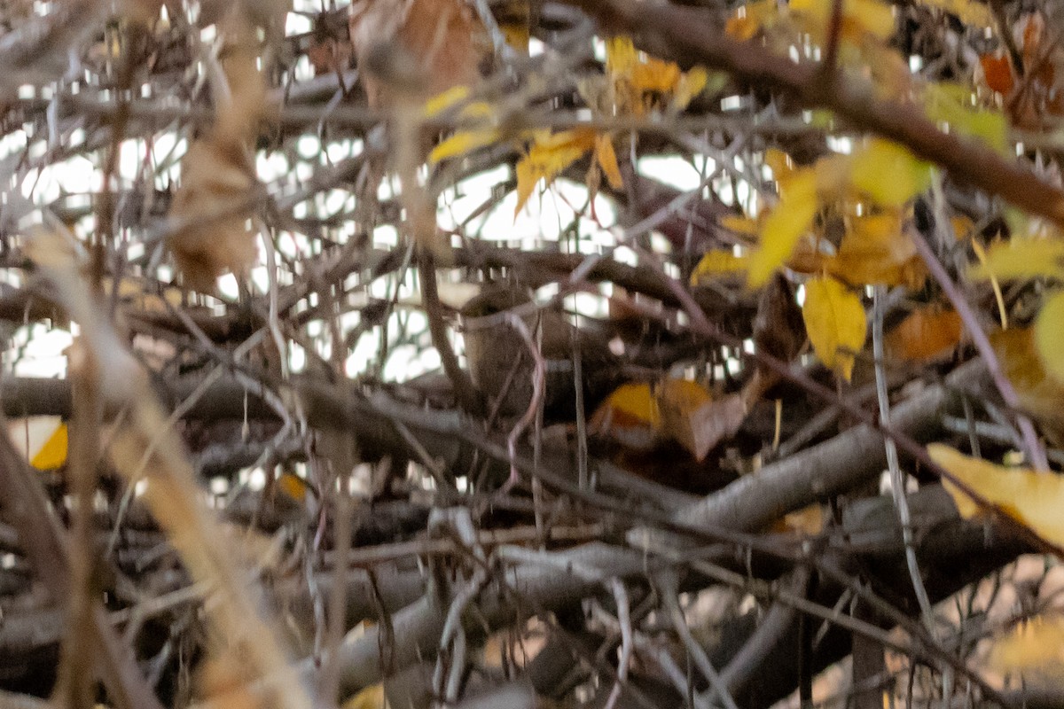 フユミソサザイ - ML644696568