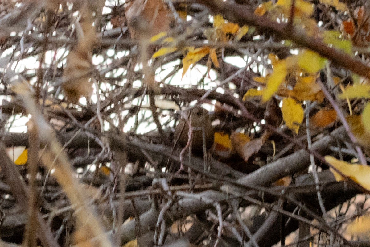 フユミソサザイ - ML644696569