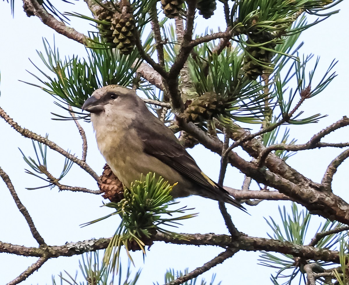 Гацуурын солбин хошуут - ML644696574