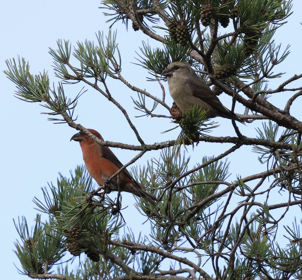 Гацуурын солбин хошуут - ML644696575