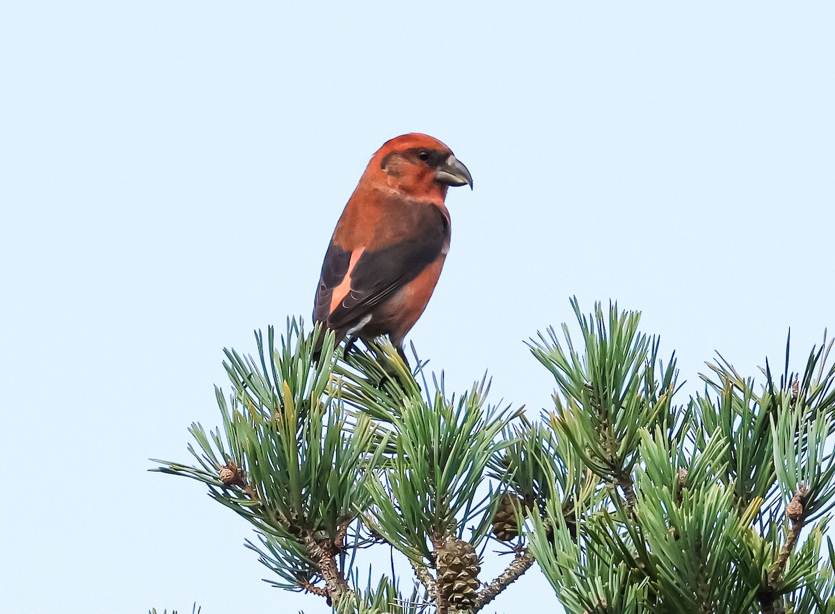 Гацуурын солбин хошуут - ML644696577