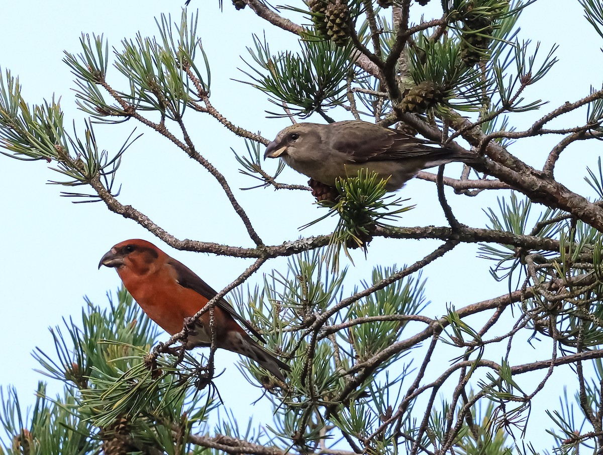 Гацуурын солбин хошуут - ML644696578