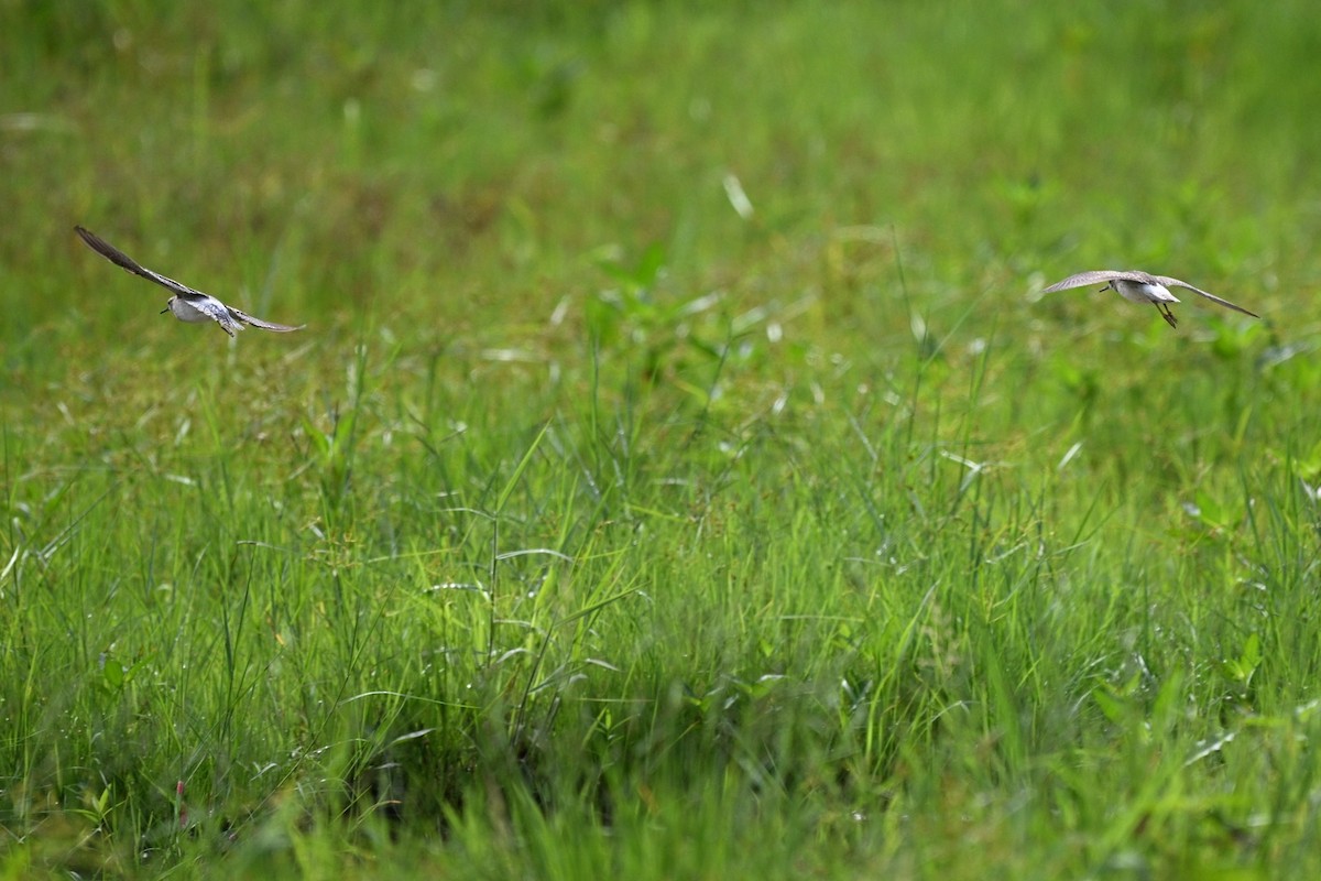 タカブシギ - ML644696596