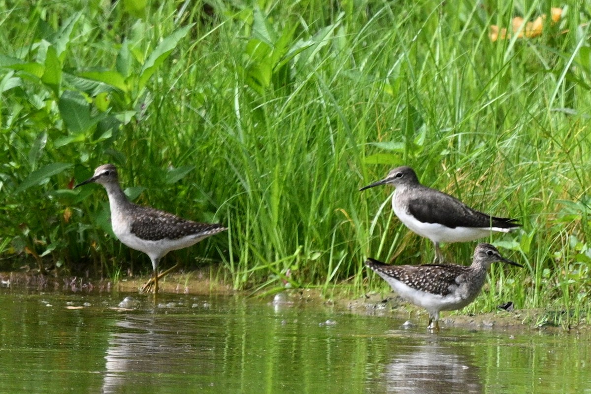 タカブシギ - ML644696597