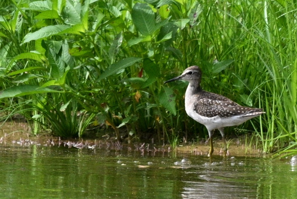 タカブシギ - ML644696598