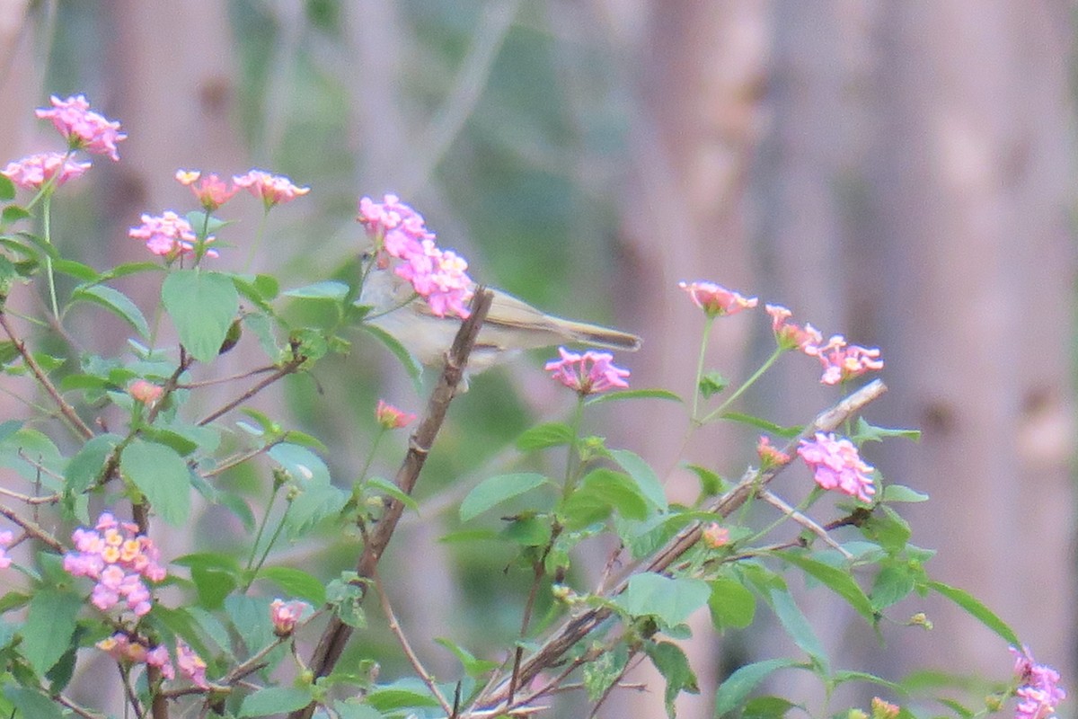 Greenish Warbler - ML644696610