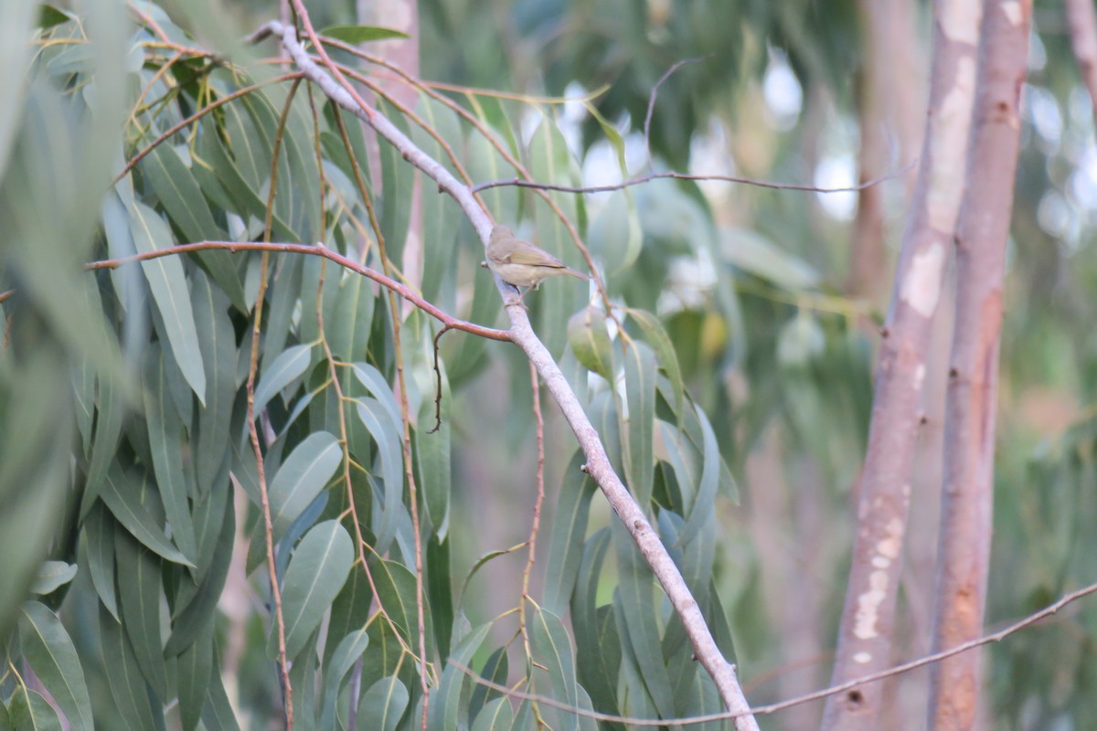 Greenish Warbler - ML644696611