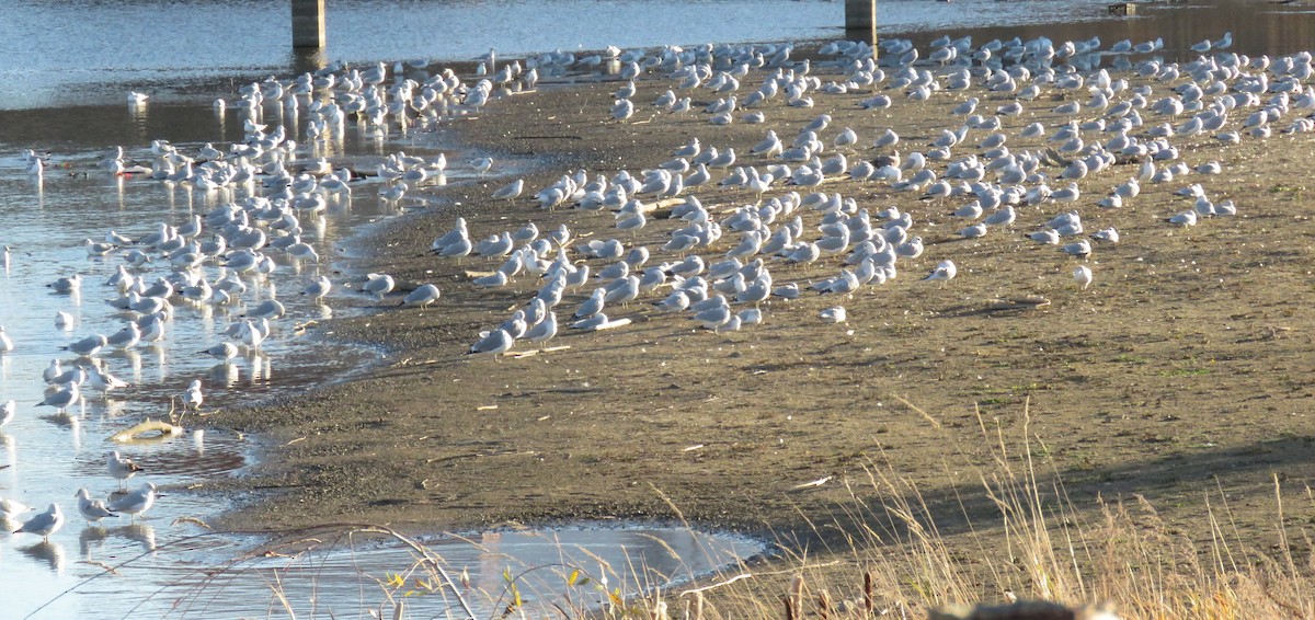 Ring-billed Gull - ML644696613
