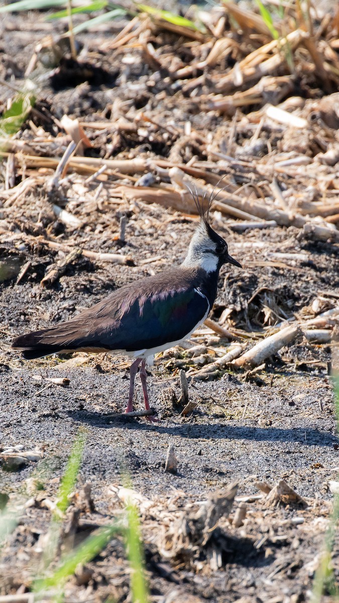 Northern Lapwing - ML644696617