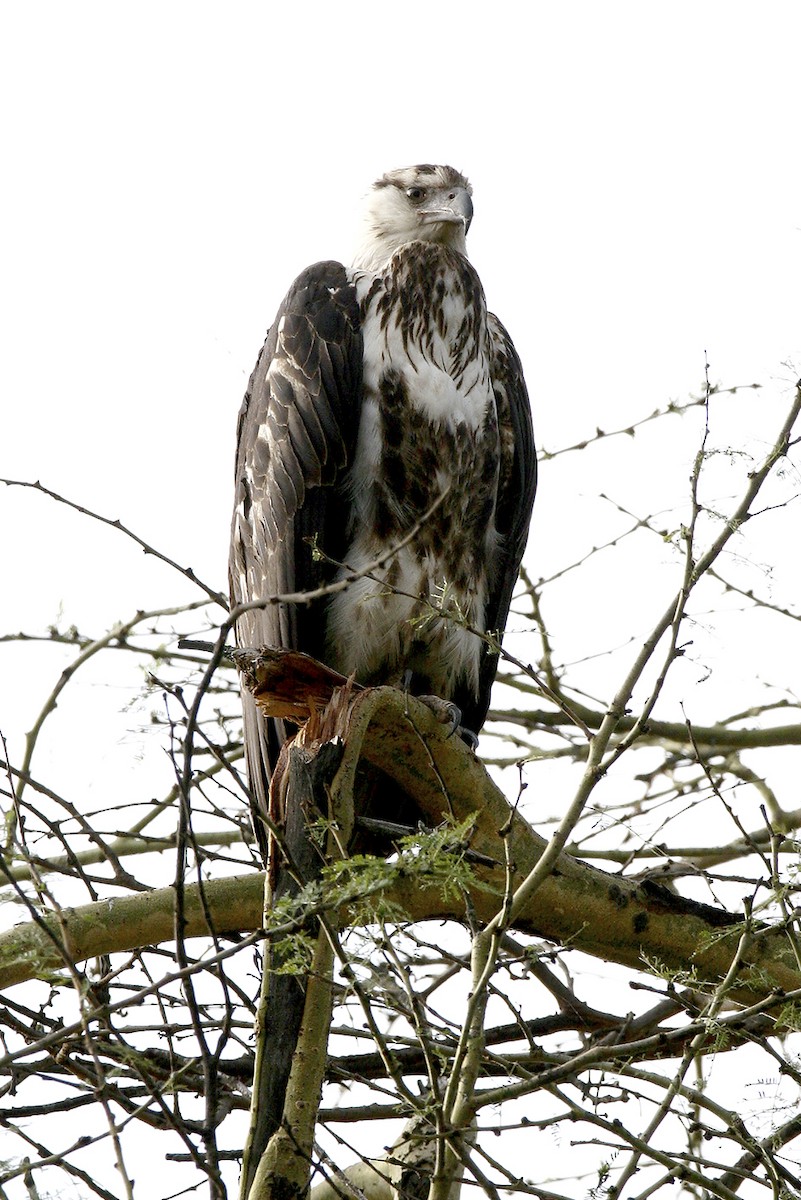 flodørn - ML644696623