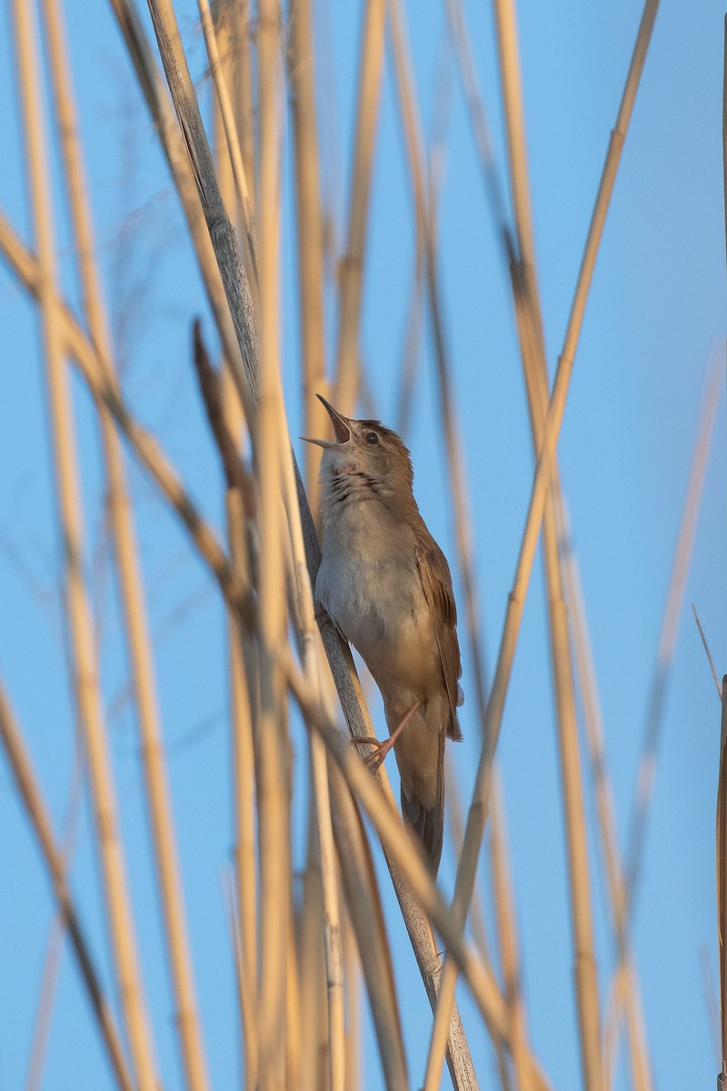 Savi's Warbler - ML644696626