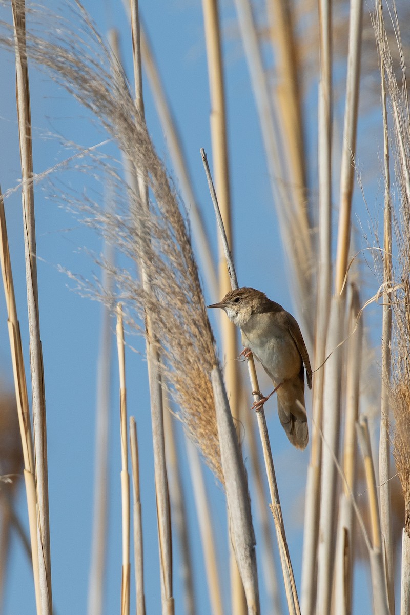 Savi's Warbler - ML644696627