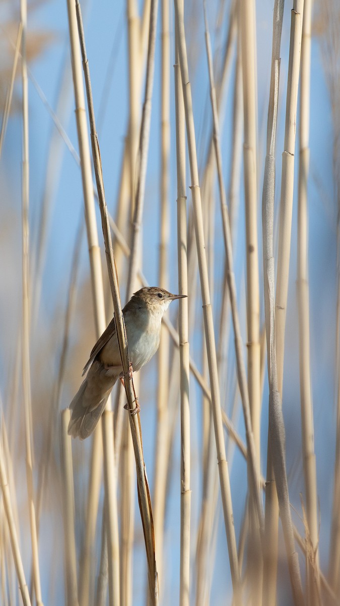 Savi's Warbler - ML644696628