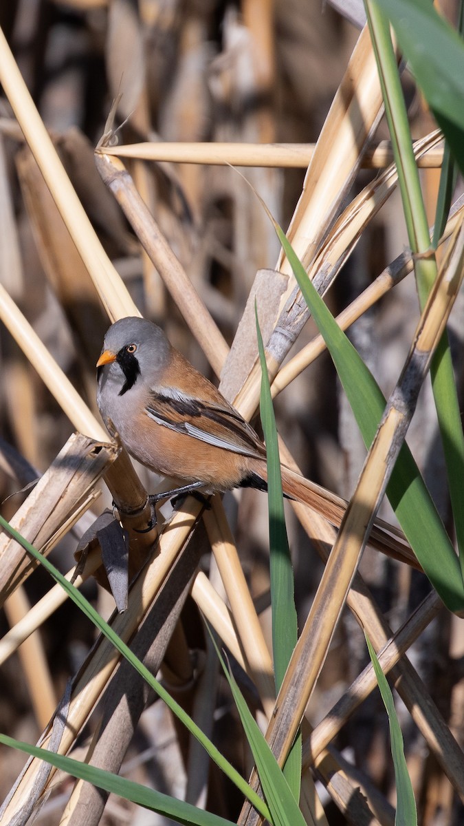 Bearded Reedling - ML644696634