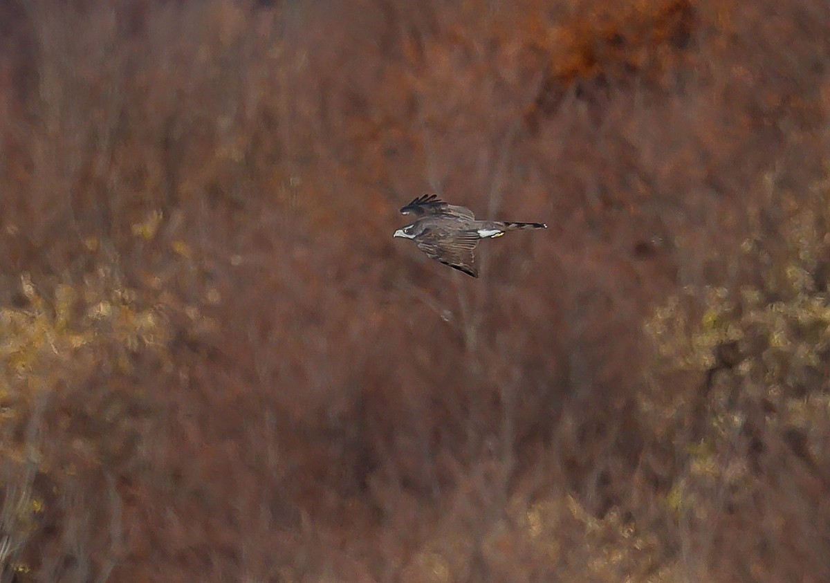 オオタカ - ML644696635