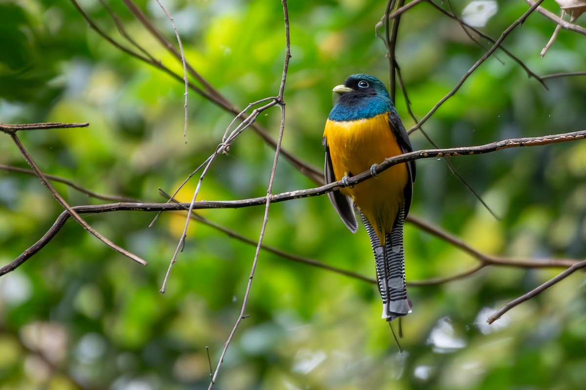 søredeltrogon - ML644696636