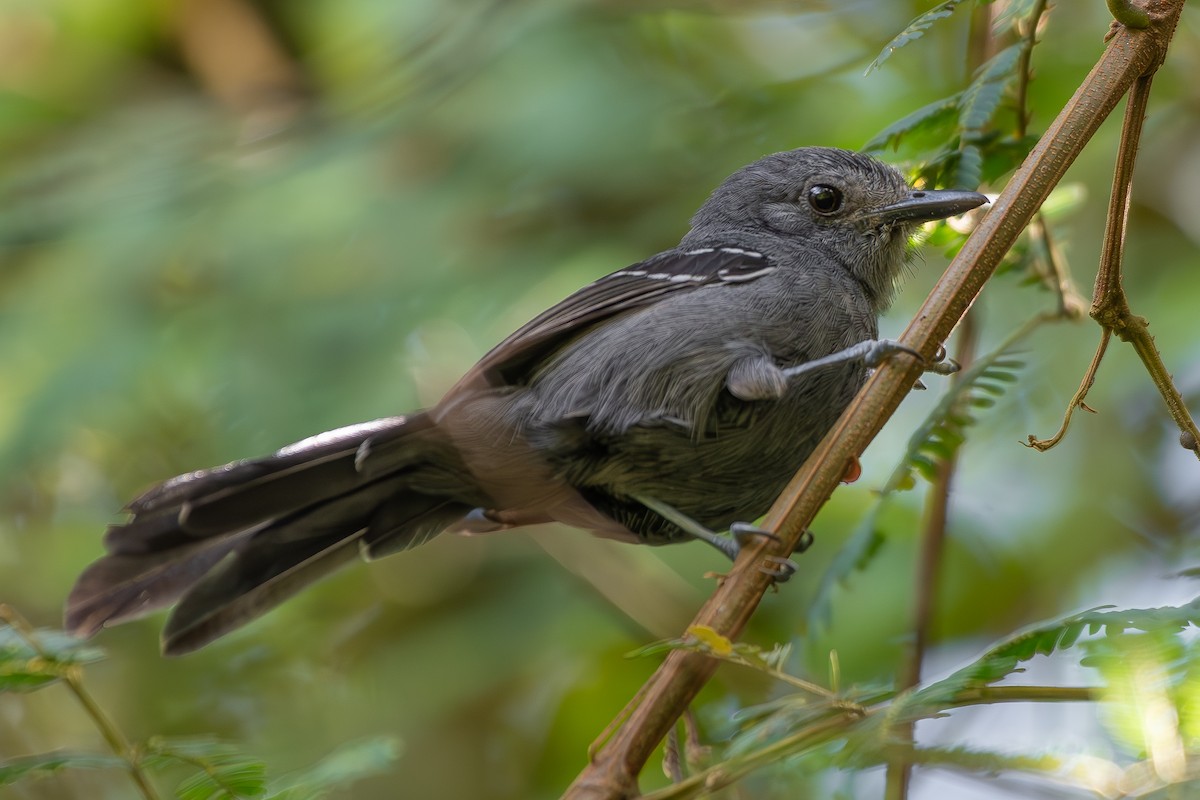Rio de Janeiro Antbird - ML644696640