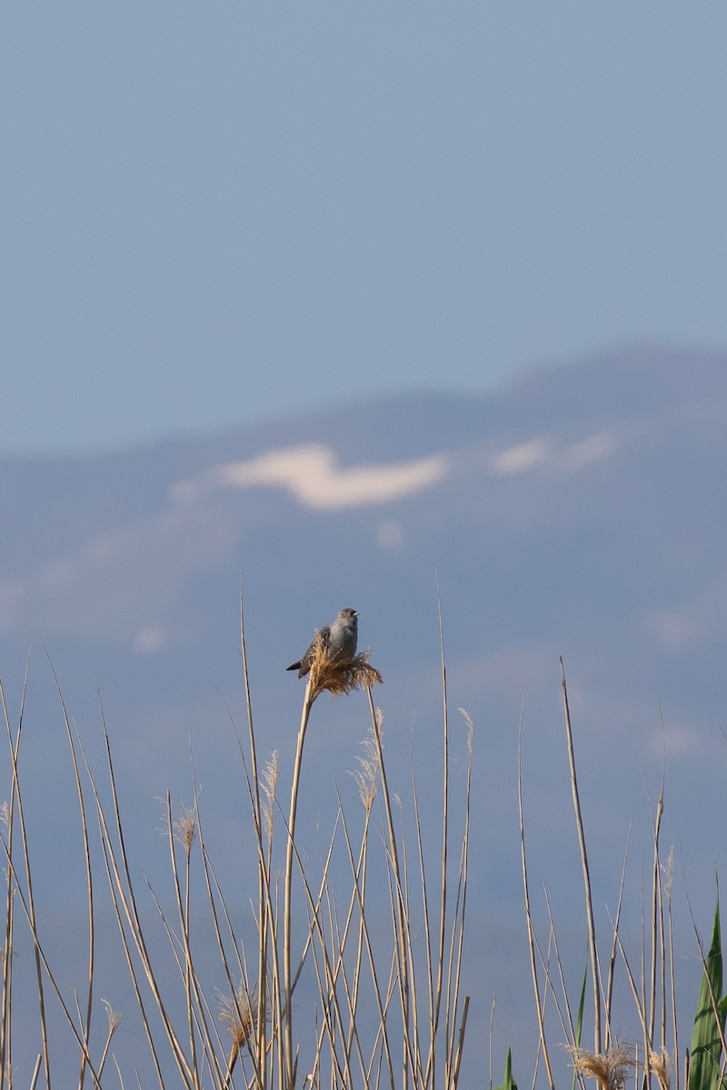 カッコウ - ML644696642