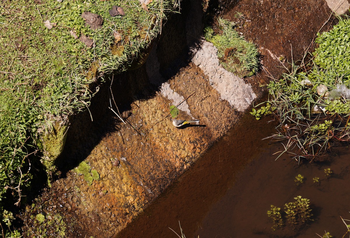 ニシツメナガセキレイ - ML644696647