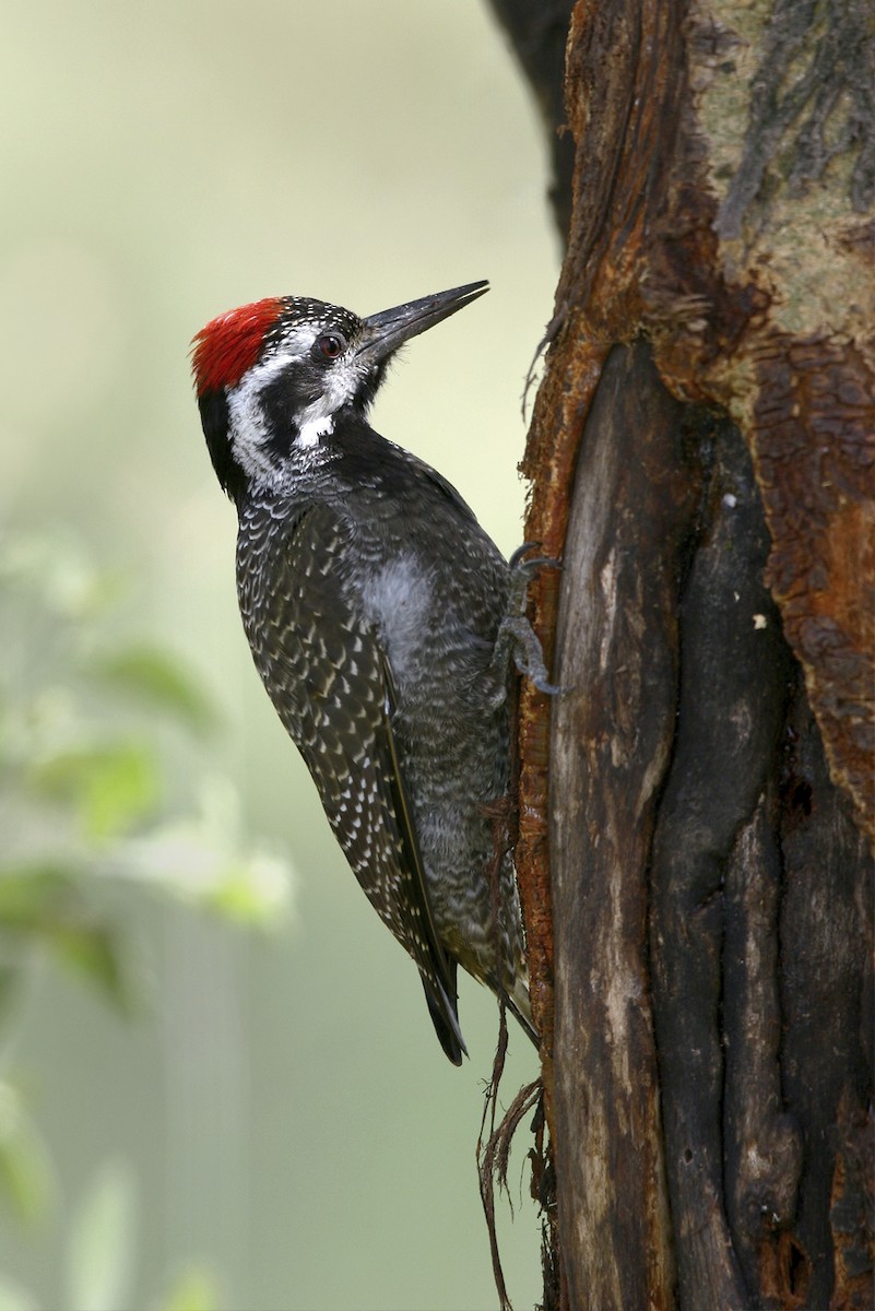 クロヒゲゲラ - ML644696648