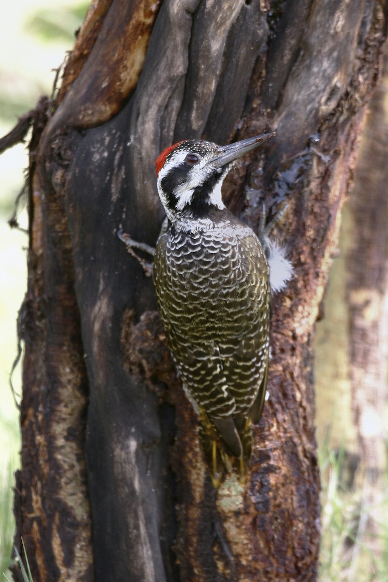 クロヒゲゲラ - ML644696649