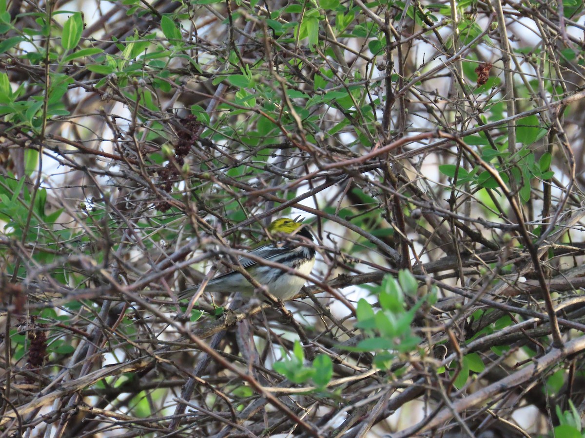 ノドグロミドリアメリカムシクイ - ML644696650