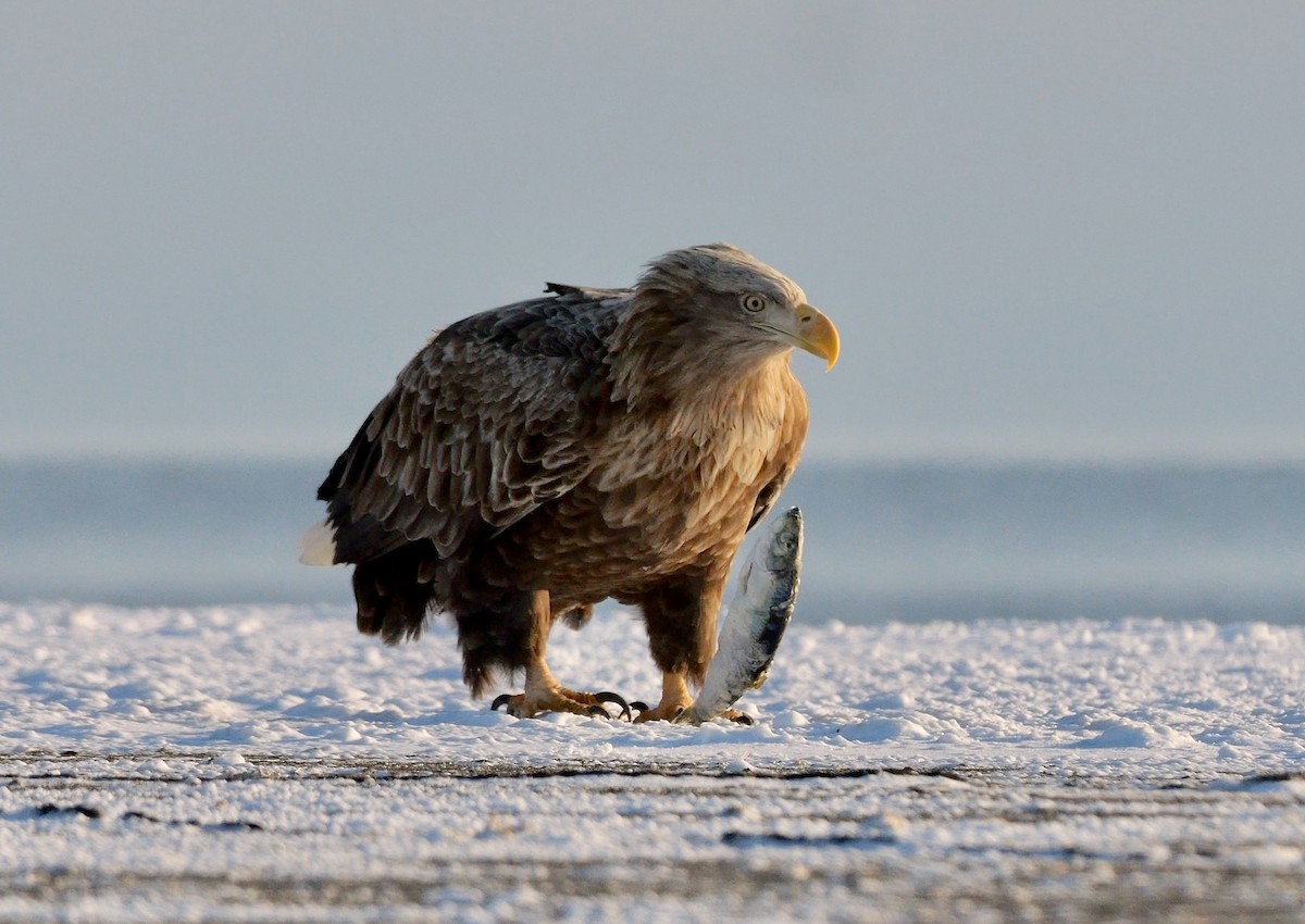 オジロワシ - ML644696651