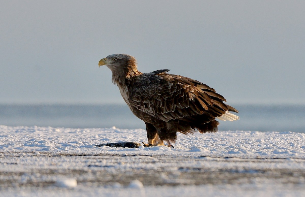 オジロワシ - ML644696652