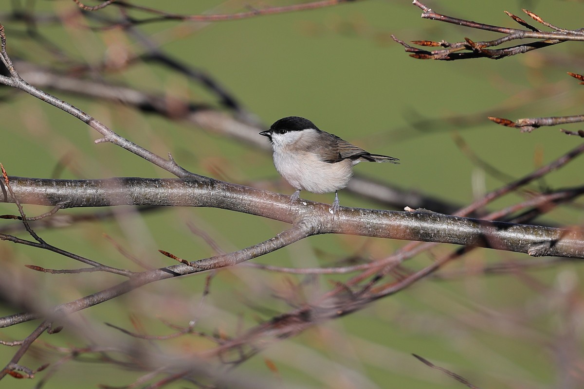 ハシブトガラ - ML644696653