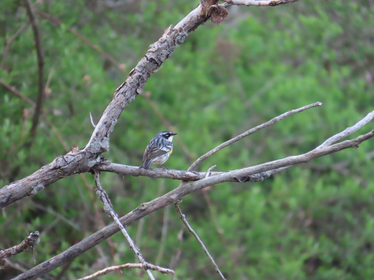 キヅタアメリカムシクイ - ML644696654