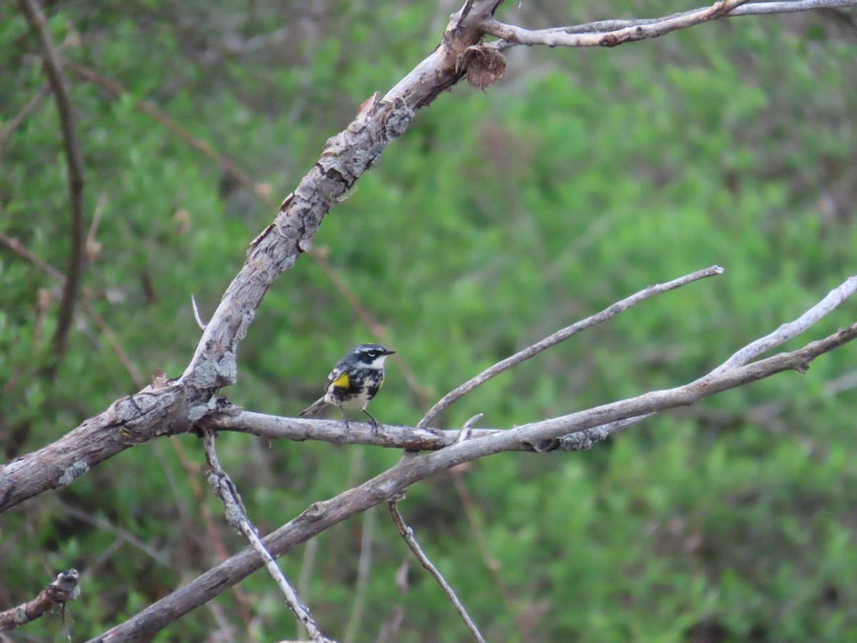 キヅタアメリカムシクイ - ML644696655