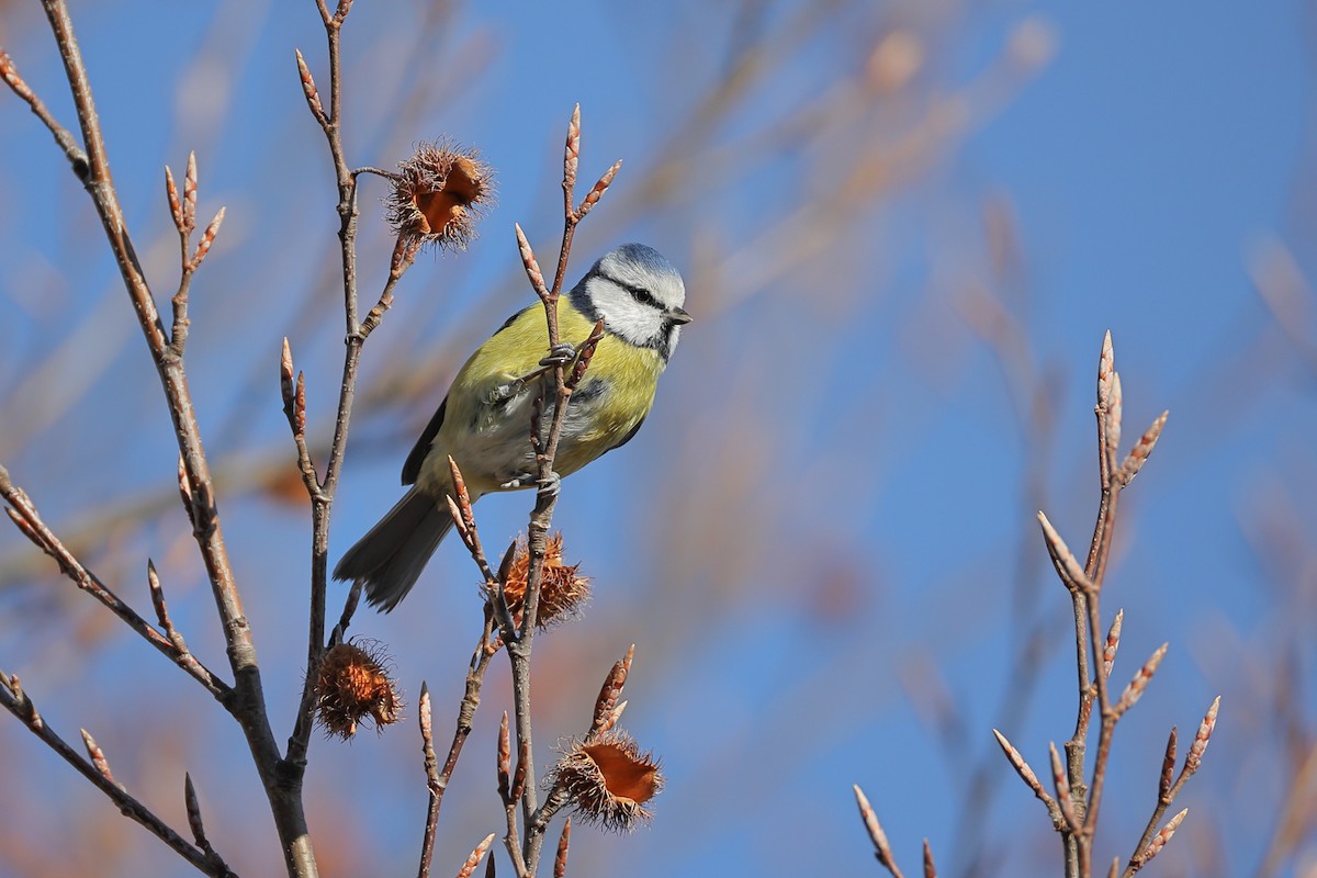 アオガラ - ML644696656