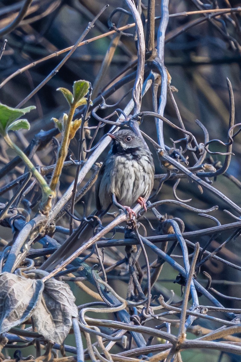 Black-throated Prinia - ML644696657