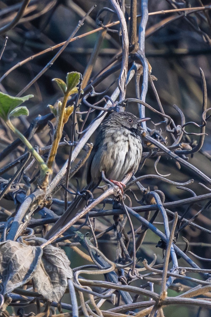 Black-throated Prinia - ML644696658