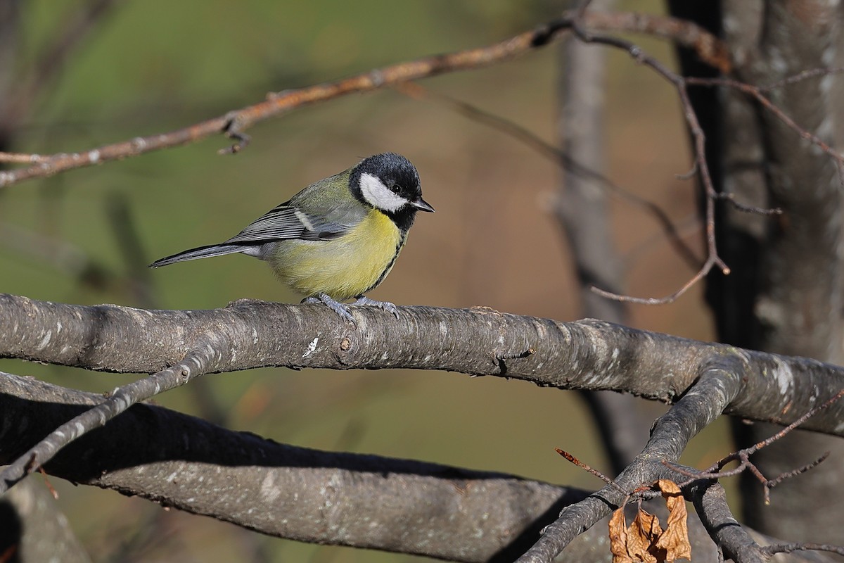 ヨーロッパシジュウカラ - ML644696659