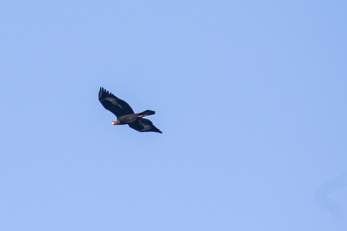 イヌワシ - ML644696661