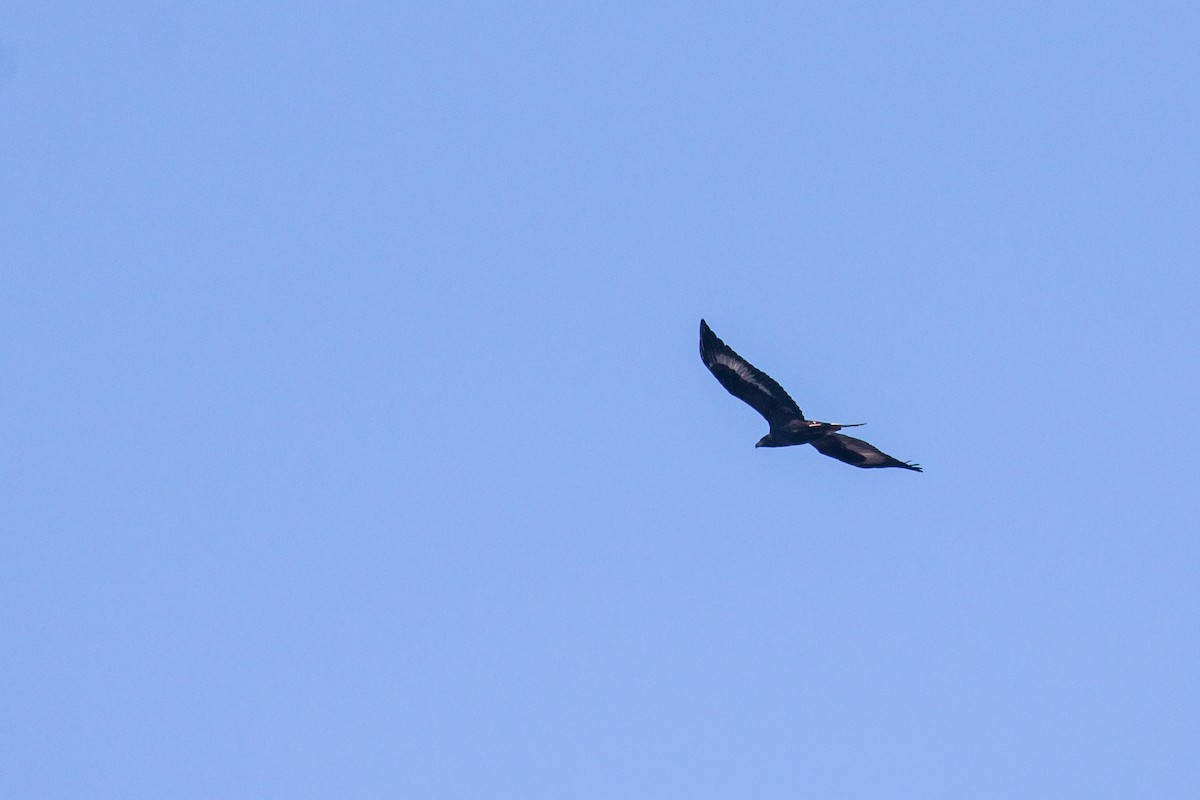 イヌワシ - ML644696662